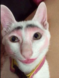 Chat maquillé