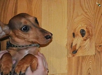 Portrait subliminal ?
