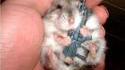 Hamster de guerre