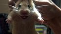 Que pourrait bien dire ce rat?