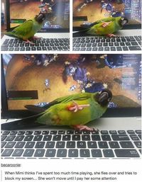 Une perroquet en manque d'attention