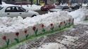 C'est ça des perce-neige? 