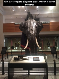 La seule armure d'éléphants connue