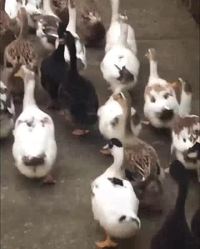 La marche des canards