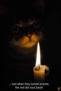 Histoires de chat