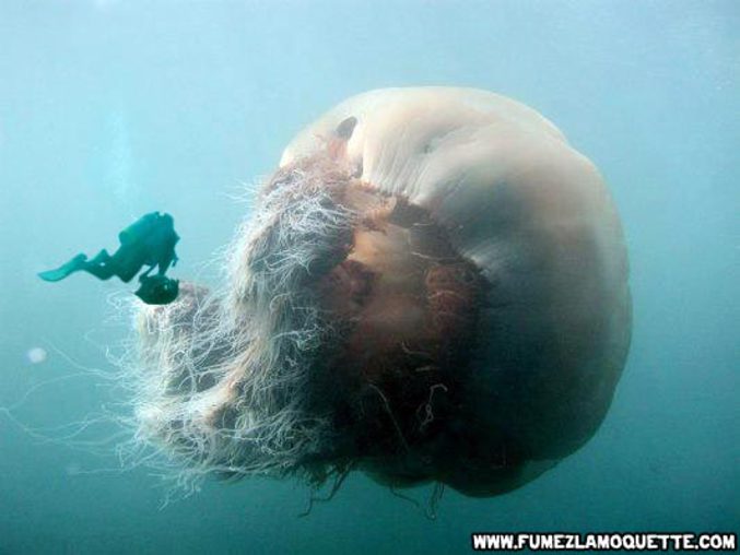 Une méduse de taille négligeable...