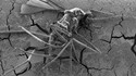 Un insecte des années 30