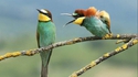 Kan tu te prends des noms d'oiseau