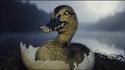 Conflit de canards