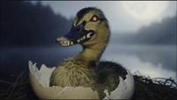 Conflit de canards