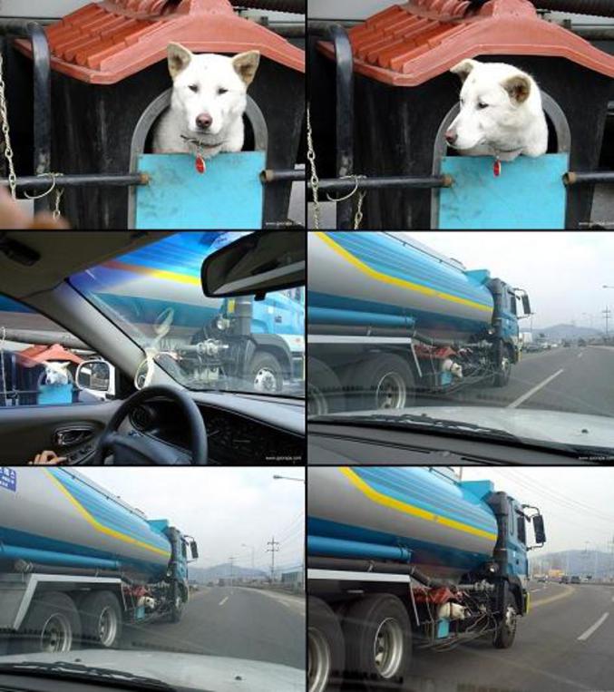 Un chien de routier qui a sa niche incorporée au camion.