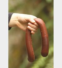 Big Worm