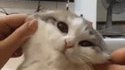 Jouer avec un chat