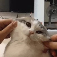 Jouer avec un chat