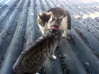 Chats en tête-à-tête 