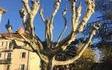 J'ai enfin trouvé mon arbre d'honneur !