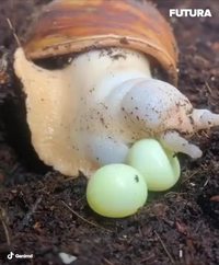 Archachatina marginata qui ponds ses œuf.