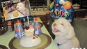 L'anniversaire du chien