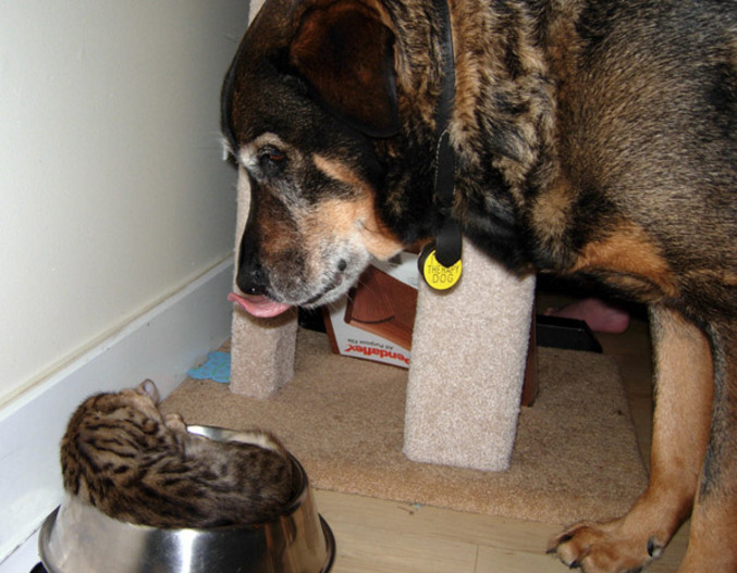 Un chien qui se régale d'avance de son prochain repas.