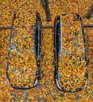 Collection d'automne