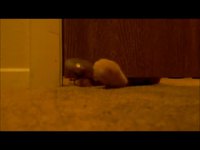 Un chat très relou
