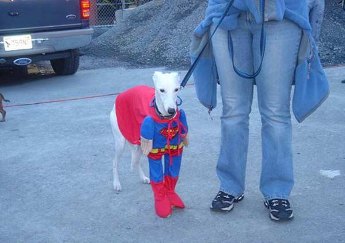 Un lévrier bien déguisé en superman