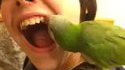 Un perroquet dentiste ? Pourquoi pas