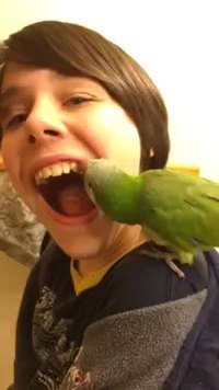 Un perroquet dentiste ? Pourquoi pas