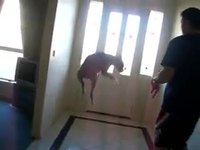 Chien heureux