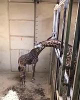 Papa et l’autre enfant 