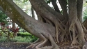 Partouze d'arbres