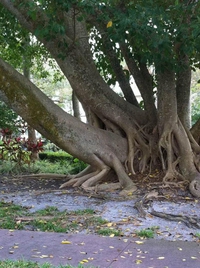 Partouze d'arbres