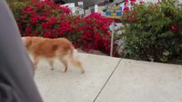 Un chien autonome