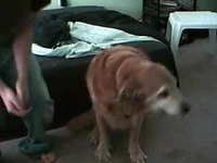 Chorégraphie canine