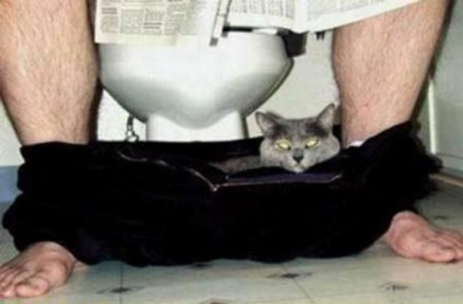 Un chat dans un pantalon.