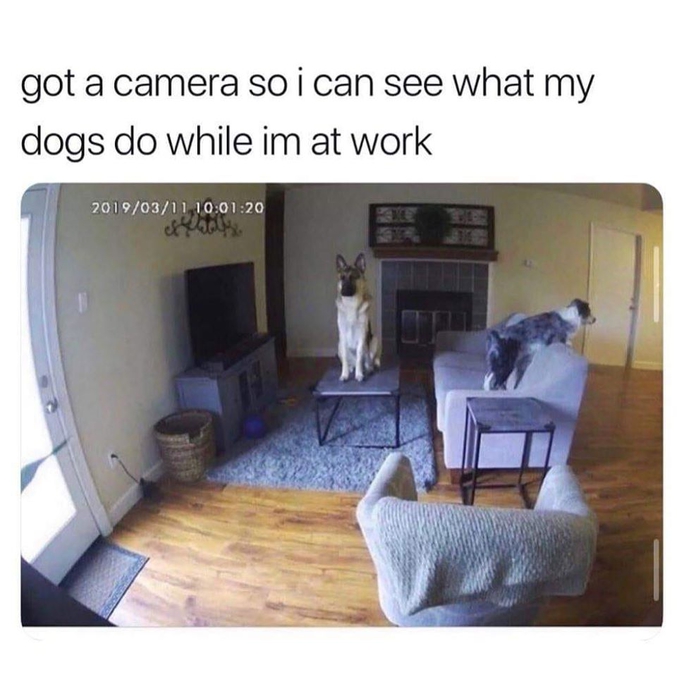 Acheter une caméra pour voir ce que font mes chiens quand je suis au travail.