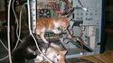 Internet is made of cats