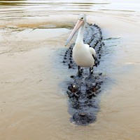 Un pélican sur un alligator