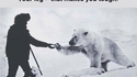 Des ours polaires