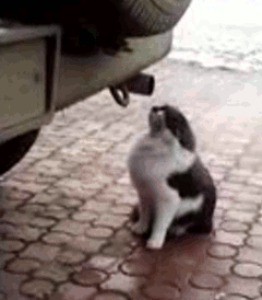 Ce chat aime renifler les pots d'échappement avec son super odorat.