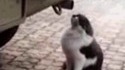 Un chat qui se drogue