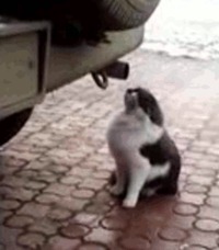 Un chat qui se drogue