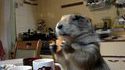 Et la marmotte