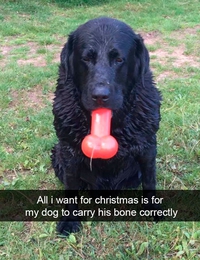 Chien