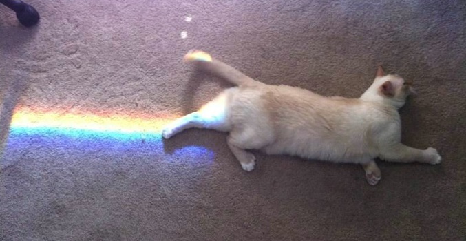 Nyan, nyan, nyan...