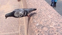 Plank level pigeon