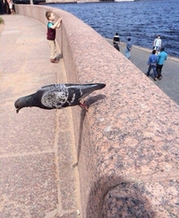 Plank level pigeon
