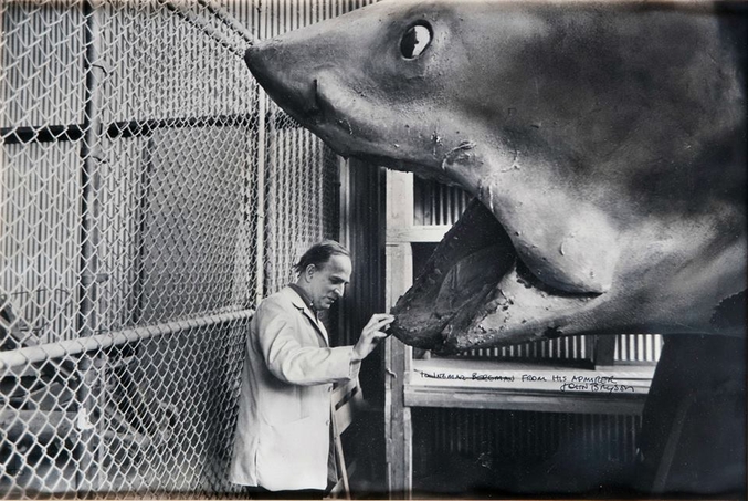 Le réalisateur Ingmar Bergman 'ausculte' l'un des trois spécimens de Bruce, le requin du film 'Les Dents de la Mer' ('Jaws') en 1975 (photo de John Bryson, Hollywood, 1975).
