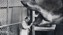 Ingmar Bergman, ce dentiste