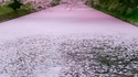 Hirosaki Park au Japon